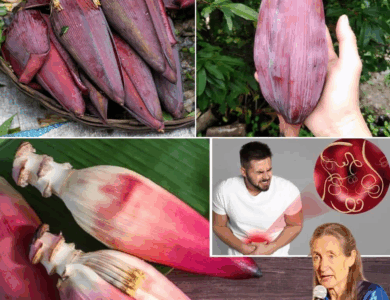 La Flor de Plátano: El Superalimento Tropical que Rejuvenece tu Cuerpo y Eleva tu Bienestar