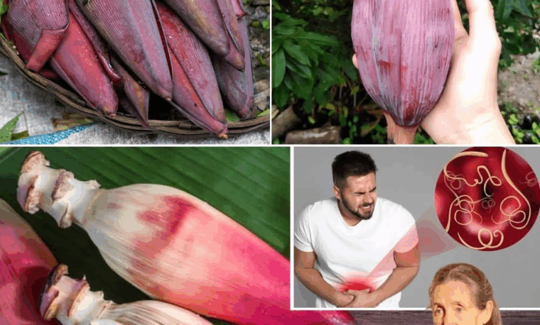 La Flor de Plátano: El Superalimento Tropical que Rejuvenece tu Cuerpo y Eleva tu Bienestar