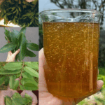 Las Cuatro Hojas Medicinales: Hoja de Aguacate, Hoja de Mango, Hoja de Laurel y Hoja de Guayaba