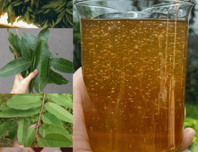 Las Cuatro Hojas Medicinales: Hoja de Aguacate, Hoja de Mango, Hoja de Laurel y Hoja de Guayaba Las Cuatro Hojas Medicinales: Hoja de Aguacate, Hoja de Mango, Hoja de Laurel y Hoja de Guayaba