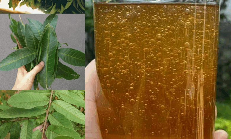 Las Cuatro Hojas Medicinales: Hoja de Aguacate, Hoja de Mango, Hoja de Laurel y Hoja de Guayaba