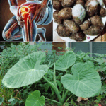 Taro Root: El “superalimento ancestral” que transforma salud y sostenibilidad
