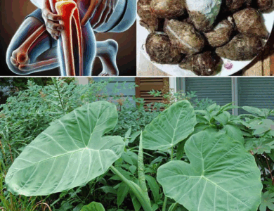Taro Root: El “superalimento ancestral” que transforma salud y sostenibilidad