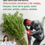 Tomillo: El Guardián Silencioso de la Vitalidad y el Bienestar Natural