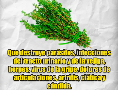 El Ajenjo: Una Hierba Poderosa Contra los Parásitos Intestinales