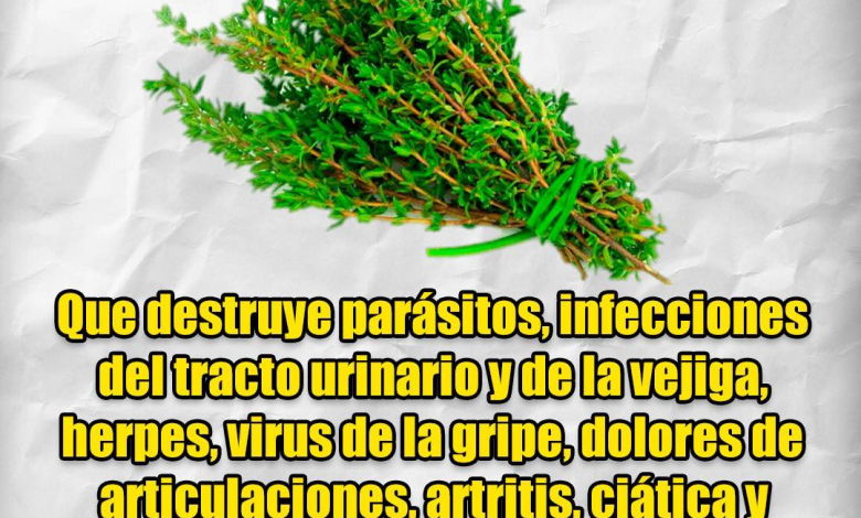 El Ajenjo: Una Hierba Poderosa Contra los Parásitos Intestinales