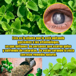 El Orégano Orejón: La Planta Milagrosa que Calma Dolores, Limpia las Vías Respiratorias y Sana Desde Adentro El Orégano Orejón: La Planta Milagrosa que Calma Dolores, Limpia las Vías Respiratorias y Sana Desde Adentro