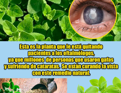 El Orégano Orejón: La Planta Milagrosa que Calma Dolores, Limpia las Vías Respiratorias y Sana Desde Adentro