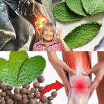 El Agua de Nopal: El Remedio Natural que Reduce la Inflamación y Fortalece los Huesos