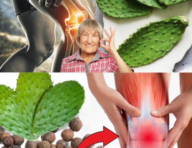 El Agua de Nopal: El Remedio Natural que Reduce la Inflamación y Fortalece los Huesos