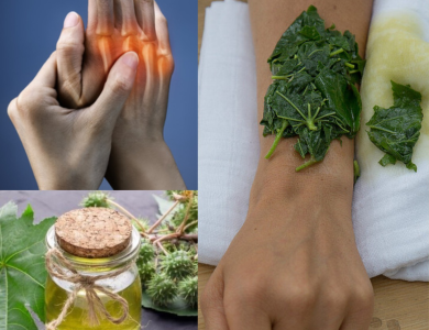 El Aceite de Higuereta: Propiedades, Beneficios y Cómo Extraerlo de Forma Segura El Aceite de Higuereta: Propiedades, Beneficios y Cómo Extraerlo de Forma Segura