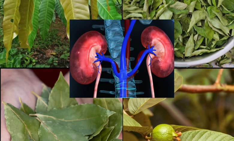 El Poder Curativo de Cuatro Hojas Medicinales: Aguacate, Mango, Guanábana y Naranja