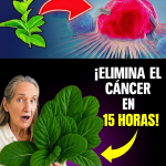 Barbara O’Neill y las 3 Hojas Poderosas para Apoyar la Prevención del Cáncer de Forma Natural Barbara O’Neill y las 3 Hojas Poderosas para Apoyar la Prevención del Cáncer de Forma Natural