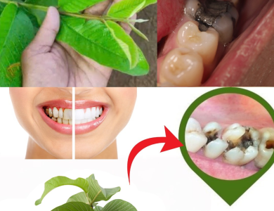 Descubre el Secreto de la Naturaleza: 3 Poderosos Remedios con Hojas de Guayaba para Combatir la Caries Dental