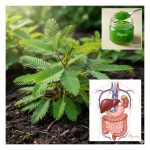 Mimosa pudica: La Planta Sensitiva que Oculta un Poder Curativo Extraordinario