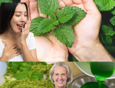 La Menta: El Tesoro Fresco del Jardín que Transforma tu Salud y tu Cocina