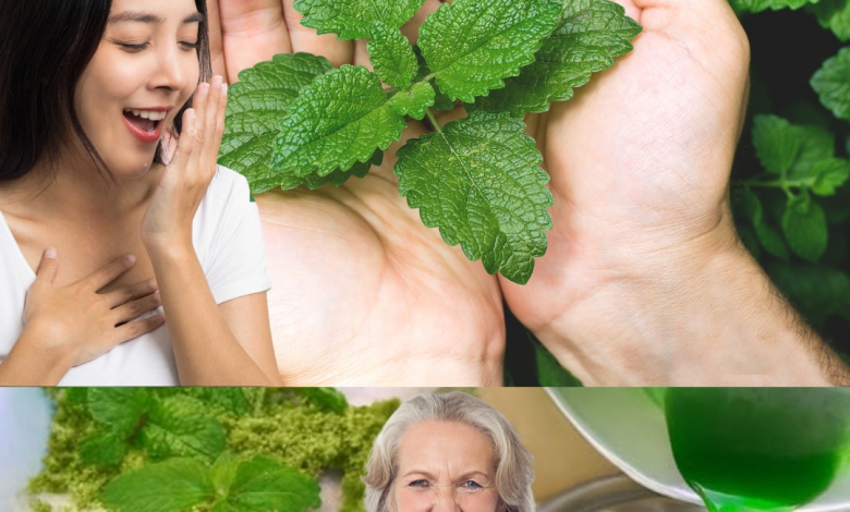 La Menta: El Tesoro Fresco del Jardín que Transforma tu Salud y tu Cocina