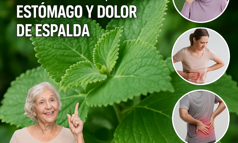 El Poder Oculto del Orégano Oregón: Una Hoja al Día para Transformar tu Salud