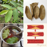 Hojas de Orégano, Guayaba y Canela: Tres Aliados Naturales para Combatir la Diabetes, la Hipertensión y el Colesterol Hojas de Orégano, Guayaba y Canela: Tres Aliados Naturales para Combatir la Diabetes, la Hipertensión y el Colesterol