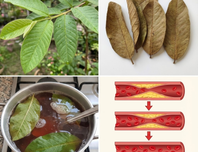 Hojas de Orégano, Guayaba y Canela: Tres Aliados Naturales para Combatir la Diabetes, la Hipertensión y el Colesterol