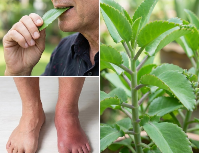 Descubre el Sanador Oculto en tu Jardín: La Milagrosa Hoja de la Vida Descubre el Sanador Oculto en tu Jardín: La Milagrosa Hoja de la Vida