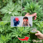 Revelando el Secreto Tranquilizante de la Artemisa (Mugwort): Ruta Natural hacia un Sueño Profundo