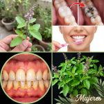 Tulsi: La Hierba Sagrada que Transforma tu Sonrisa de Forma Natural Tulsi: La Hierba Sagrada que Transforma tu Sonrisa de Forma Natural