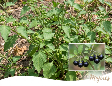 Hierba Mora: La Planta Medicinal que Alivia Dolores, Mejora la Digestión y Regenera la Piel