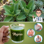 Kalanchoe: la planta de interior que esconde un potente botiquín natural (y que debes usar con cuidado)