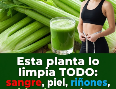 Jugo de Apio para Limpiar Riñones, Hígado y Pulmones: Depuración Natural en un Solo Vaso Jugo de Apio para Limpiar Riñones, Hígado y Pulmones: Depuración Natural en un Solo Vaso
