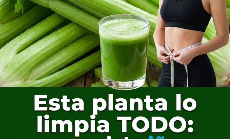 Jugo de Apio para Limpiar Riñones, Hígado y Pulmones: Depuración Natural en un Solo Vaso