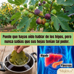 Hojas de Higo: 8 Usos Sorprendentes para Tu Salud