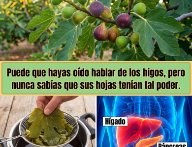 Hojas de Higo: 8 Usos Sorprendentes para Tu Salud