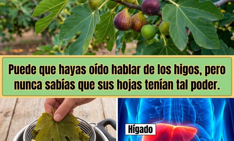 Hojas de Higo: 8 Usos Sorprendentes para Tu Salud