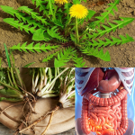 El Poder Asombroso del Diente de León: 30 Razones por las que esta “Mala Hierba” es el Sanador Definitivo de la Naturaleza El Poder Asombroso del Diente de León: 30 Razones por las que esta “Mala Hierba” es el Sanador Definitivo de la Naturaleza