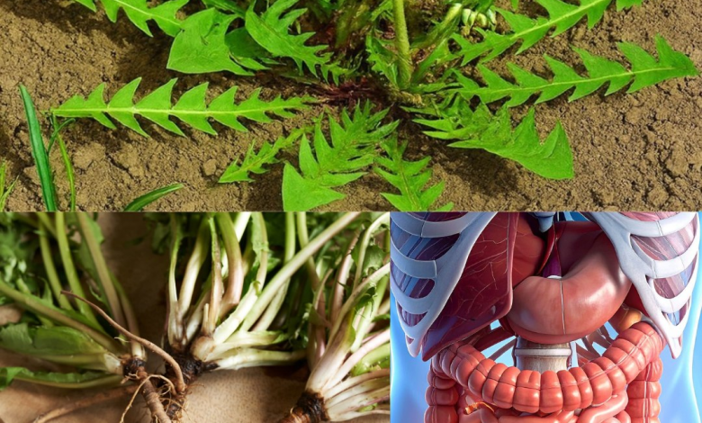 El Poder Asombroso del Diente de León: 30 Razones por las que esta “Mala Hierba” es el Sanador Definitivo de la Naturaleza