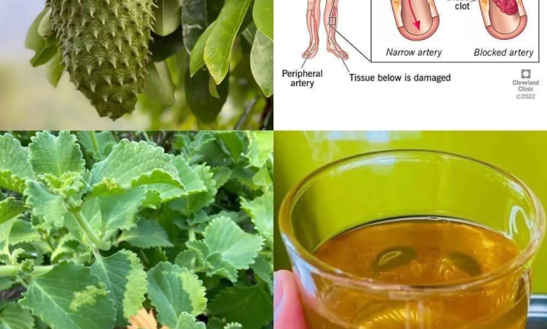 Té de Guanábana y Orégano Ancho: Una Infusión Natural para Fortalecer tu Salud