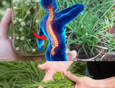 Kyllinga brevifolia: beneficios, usos medicinales y cómo incorporarla a tu rutina de bienestar Kyllinga brevifolia: beneficios, usos medicinales y cómo incorporarla a tu rutina de bienestar