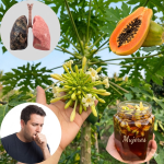 17 beneficios sorprendentes de la flor de papaya para una salud óptima después de los 30 17 beneficios sorprendentes de la flor de papaya para una salud óptima después de los 30