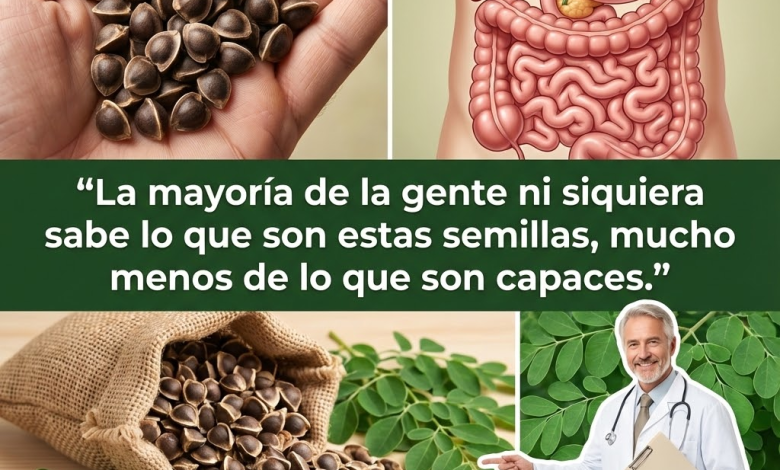 Semillas de Moringa: Limpia tu Hígado y Baja el Colesterol de Forma Natural