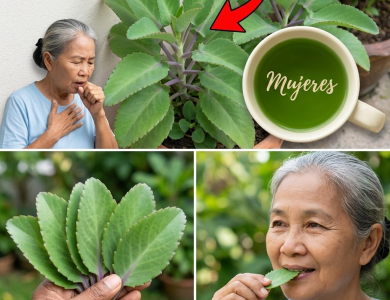 Bryophyllum calycinum (Kalanchoe pinnata) : bienfaits, usages et précautions Bryophyllum calycinum (Kalanchoe pinnata) : bienfaits, usages et précautions