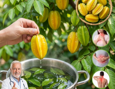 ¡No Solo la Fruta! Datos Sobre las Hojas de Carambola que Desearías Haber Conocido Antes