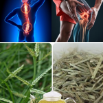 Plantas Medicinales para Aliviar Dolores Musculares y de Cabeza de Forma Natural Plantas Medicinales para Aliviar Dolores Musculares y de Cabeza de Forma Natural