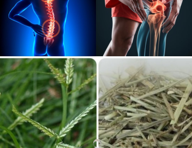 Plantas Medicinales para Aliviar Dolores Musculares y de Cabeza de Forma Natural