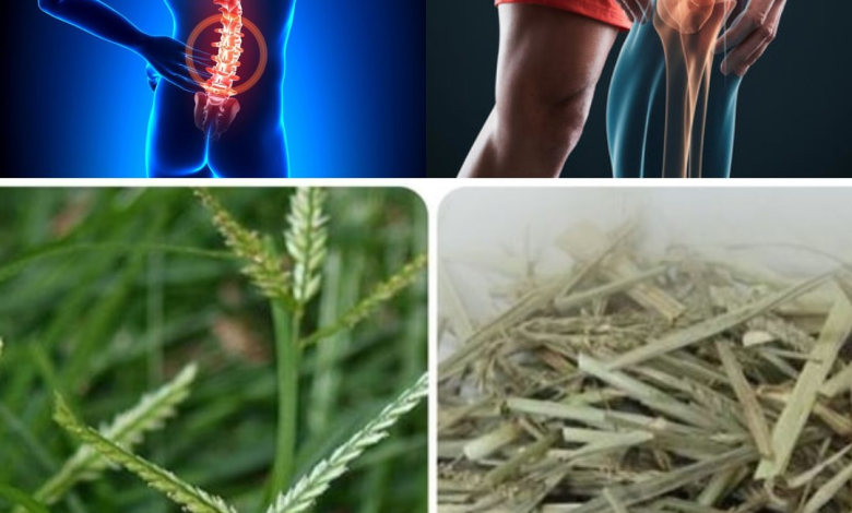 Plantas Medicinales para Aliviar Dolores Musculares y de Cabeza de Forma Natural